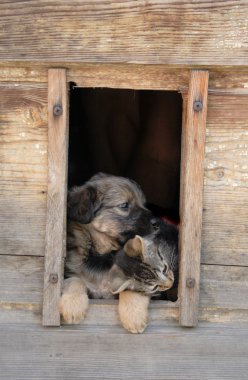 kedi nad köpek