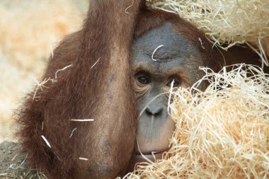 orangutan