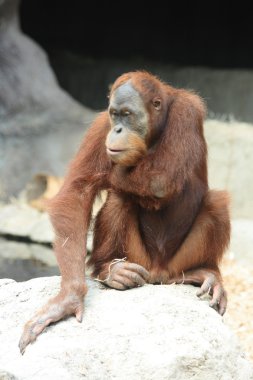 orangutan