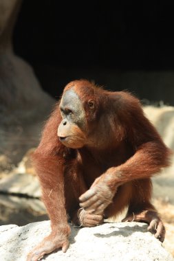 orangutan