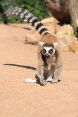 lemur maymunu