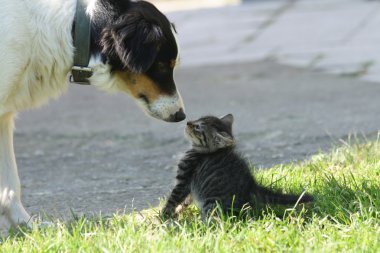 Kedi ve köpek.