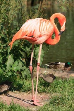 Flamingo