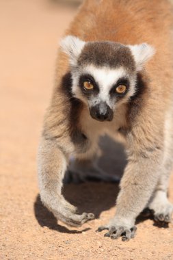 lemur maymunu