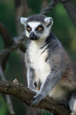 lemur maymunu