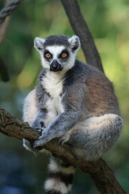 lemur maymunu