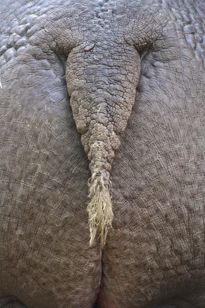Hippo eşek — Stok fotoğraf