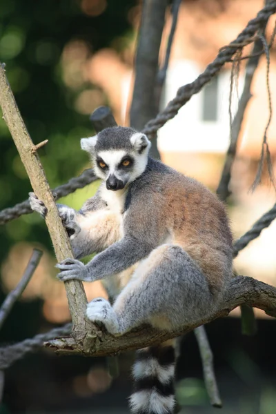 Lemur monkey — Stock Photo, Image