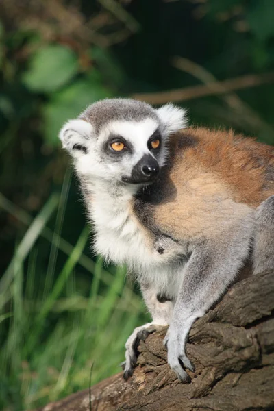 Lemurská opice — Stock fotografie