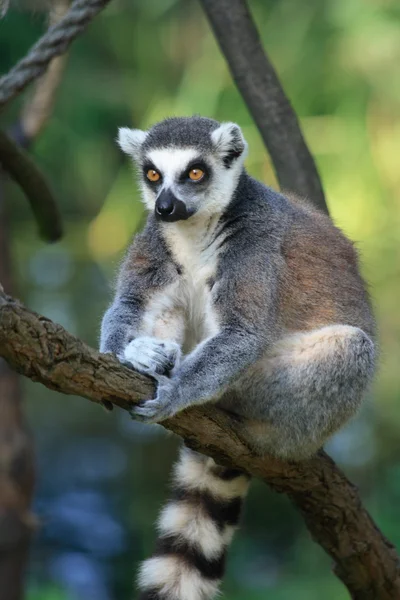 Lemur maymunu — Stok fotoğraf