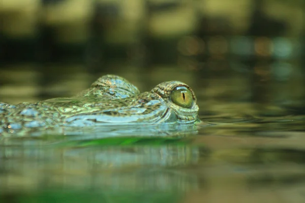 Ochi aligator — Fotografie, imagine de stoc