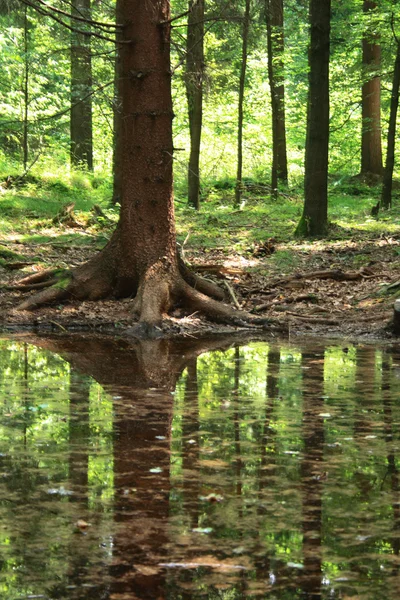 Las i woda — Zdjęcie stockowe