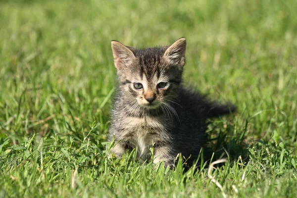 Küçük kedi — Stok fotoğraf