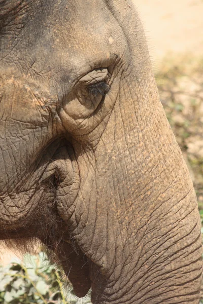 Detalhe do elefante — Fotografia de Stock