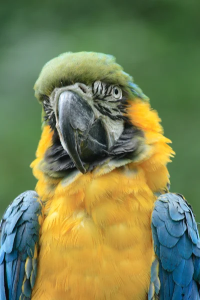 Yellow parrot — Stock Photo, Image
