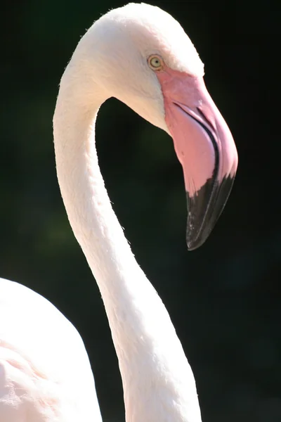 Stock image Flamingo