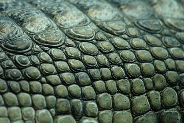 Textura crocodil — Fotografie, imagine de stoc