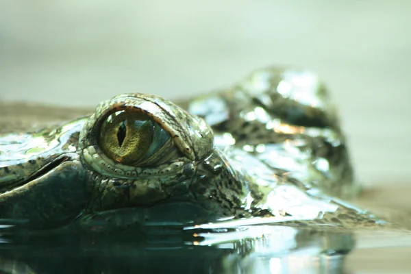 Cap de crocodil — Fotografie, imagine de stoc