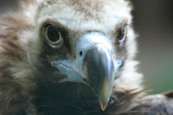 Testa di avvoltoio — Foto Stock