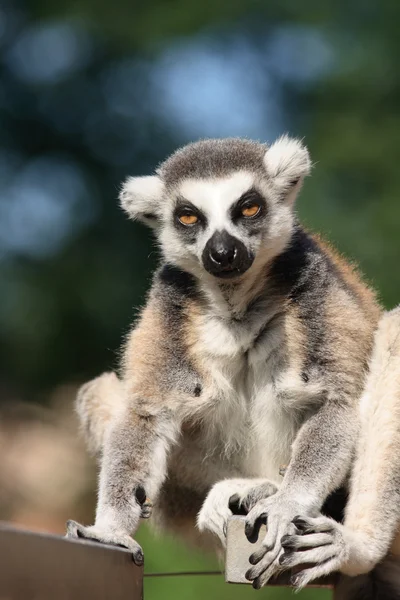 Lemur maymunu — Stok fotoğraf