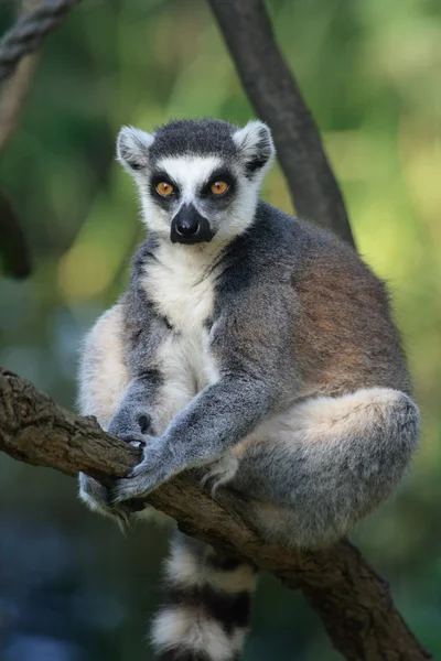 Lemur monkey — Stock Photo, Image