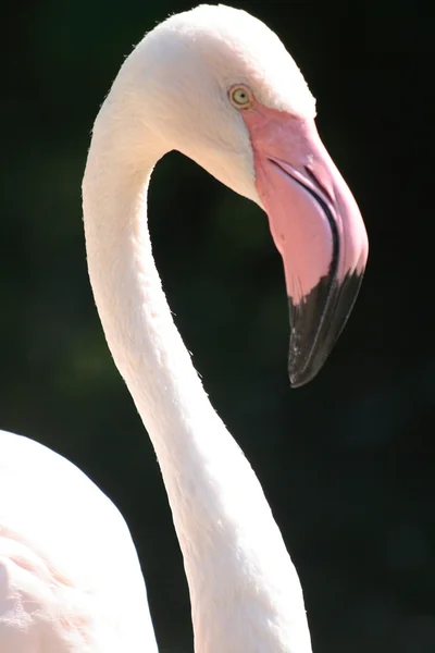 Flamingo Royalty Free Stock Images