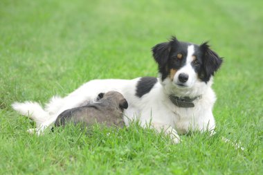 köpek ve onun oğlu