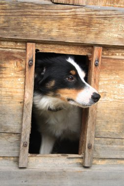 onun evinde köpek