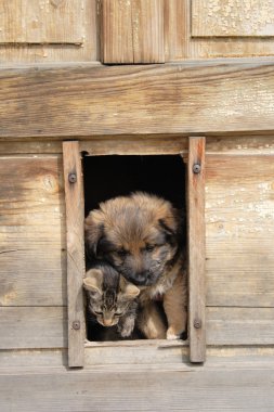 Kedi ve köpek arkadaştır.