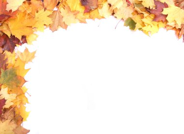 Autumn leaves clipart