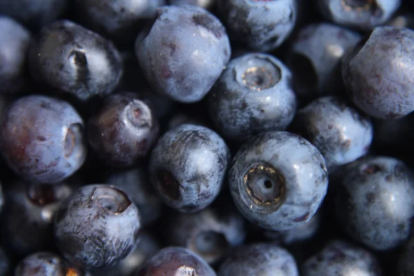 stock image Blueberries background