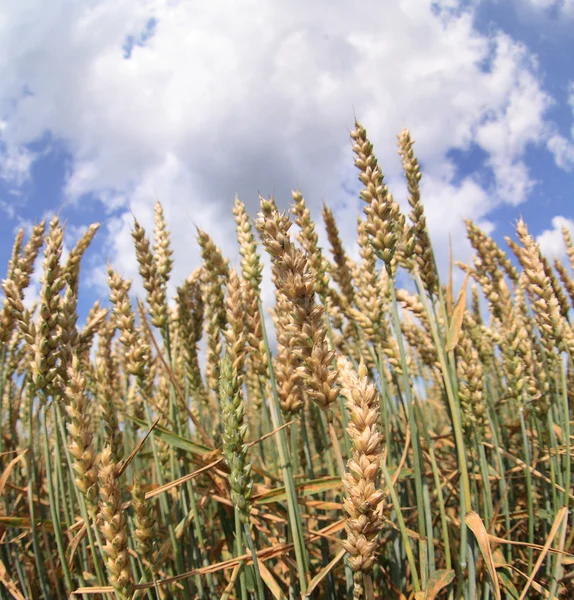 Corn and blue sky — Stock Photo, Image