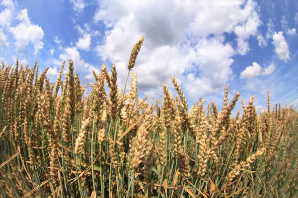 Кукурудзяне і блакитне небо — стокове фото