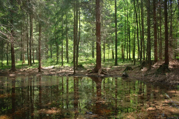 Grüne Wälder und Flüsse — Stockfoto
