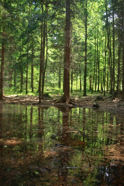 stock image Green forest and river