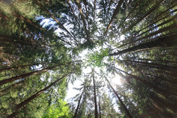 Глубокий лес — стоковое фото