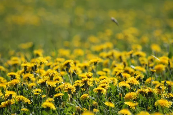 stock image Dandelion background