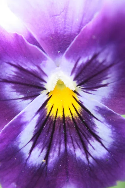 stock image Violet flower detail