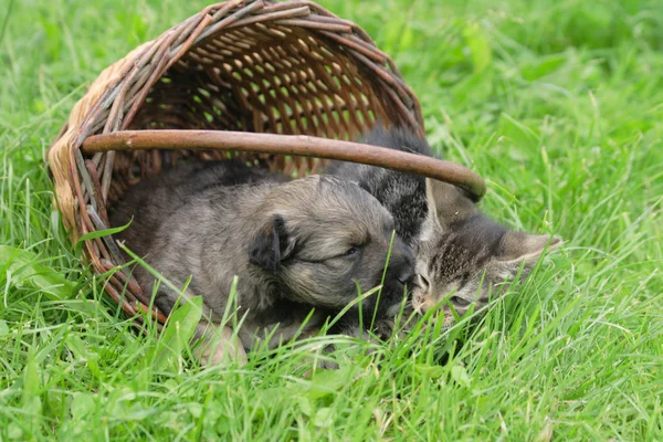 Kat en hond zijn vrienden — Stockfoto