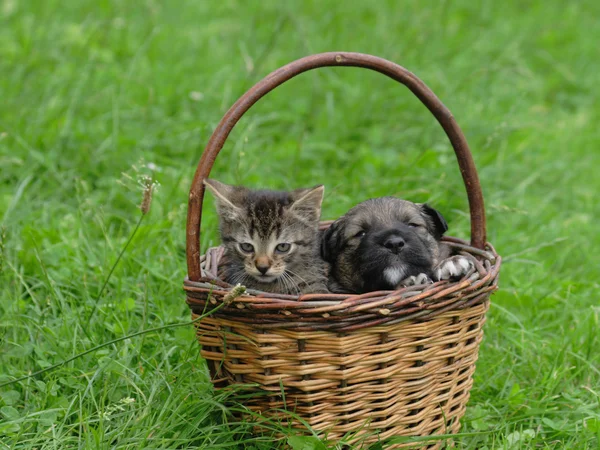 Katt och hund är vänner — Stockfoto