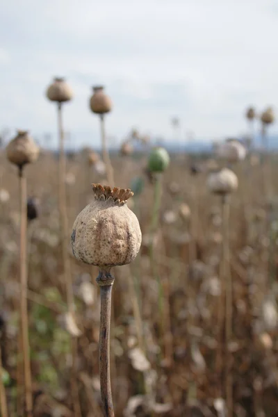 Stock image Poppy field