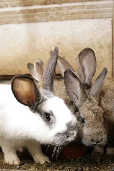 Кролики — стокове фото