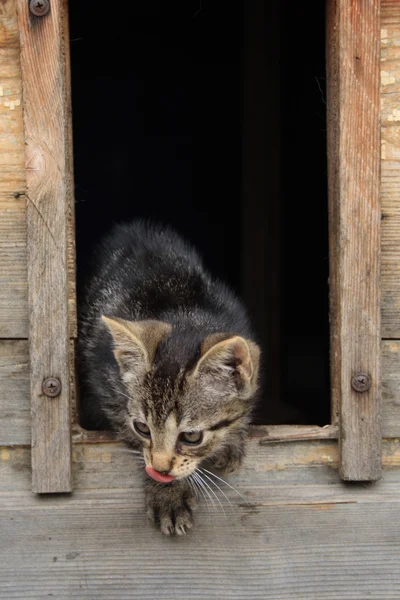 Кот в ее доме — стоковое фото