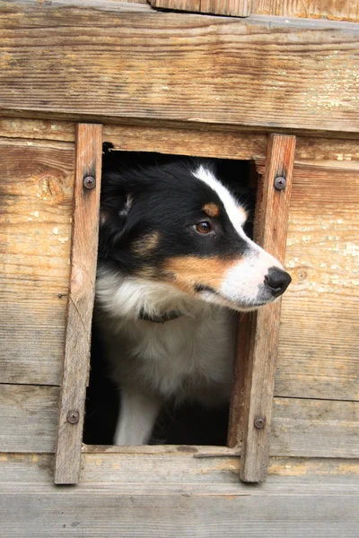 Perro en su casa — Foto de Stock