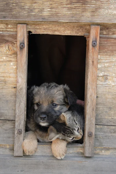 Gato y perro son amigos — Foto de Stock