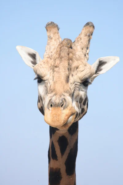 Zürafa başını — Stok fotoğraf