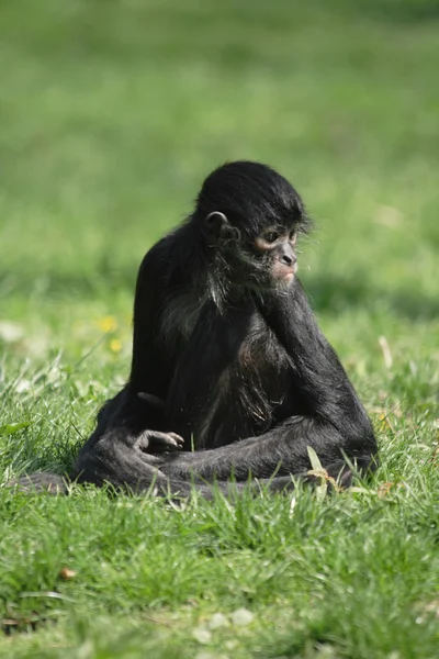 Scimmia lemure nera — Foto Stock
