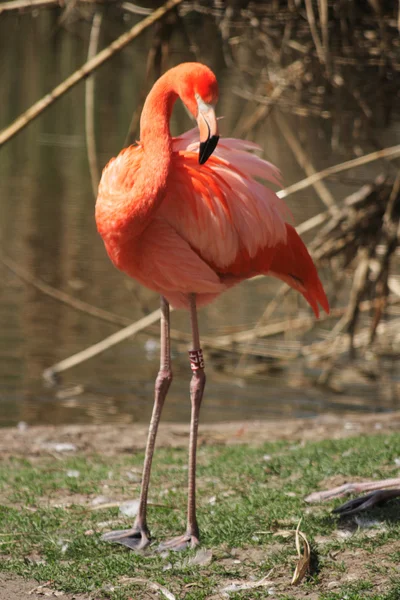 Flamingo