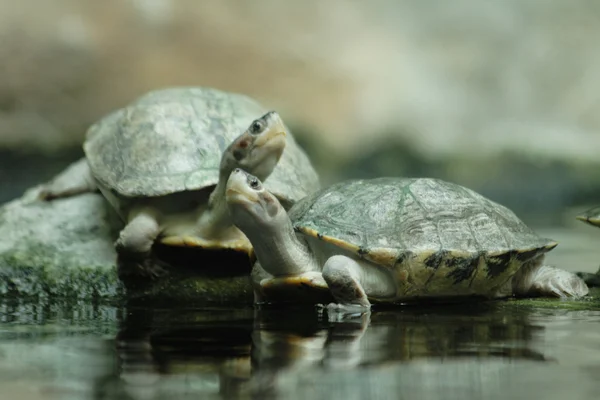 Sköldpaddor — Stockfoto