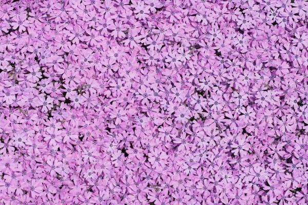 Violette Blüten — Stockfoto